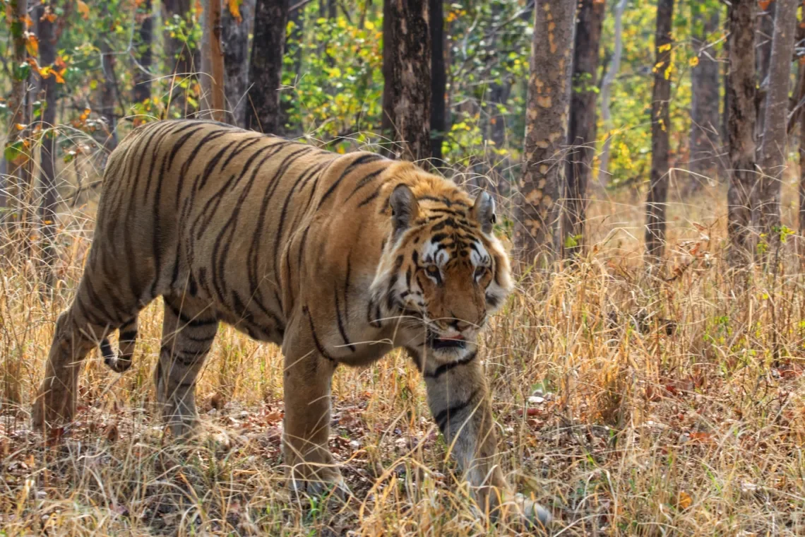 Pench National Park