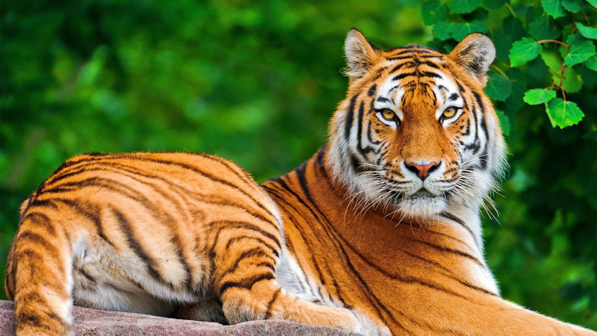 Best Resorts Near Kanha National Park: Khatia, Mukki & Sarhi Stay Guide 2026