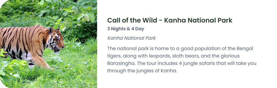 Luxury Wildlife Tour